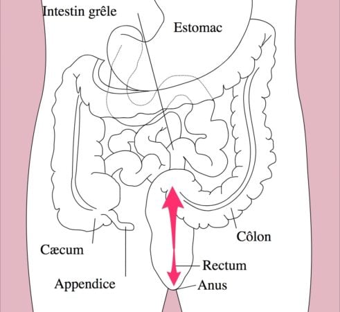 coupe interne des intestins - NXPL