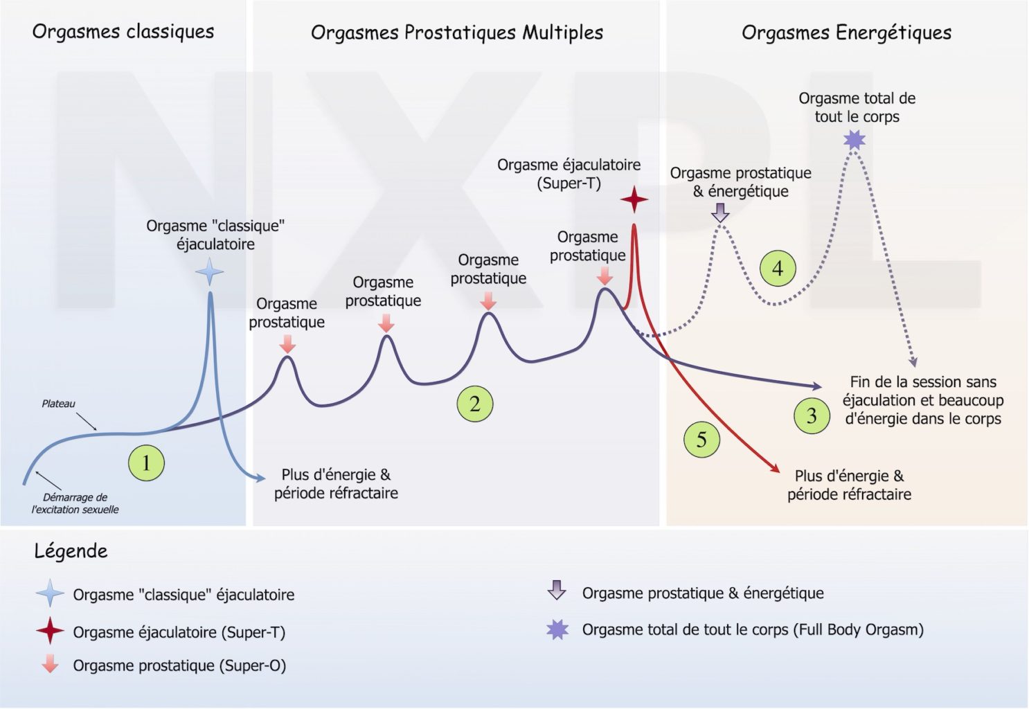 Voici la courbes des orgasmes pour les hommes et les différents orgasmes prostatiques et énergétiques