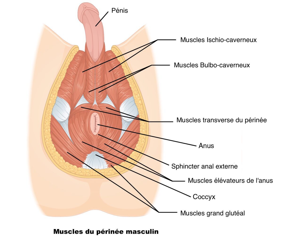 Muscles du périnée masculin