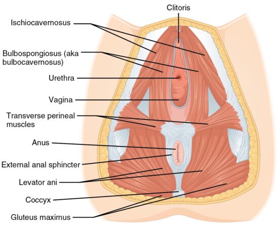 NXPL Anatomie feminine muscles perinee