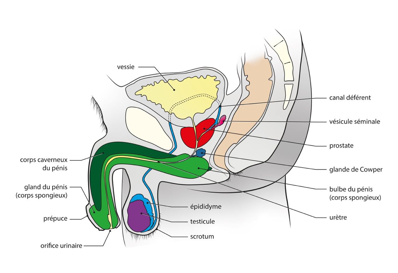 Anatomie de la zone genito-urinaire de l'homme - mécanisme de l'éjaculation - NXPL