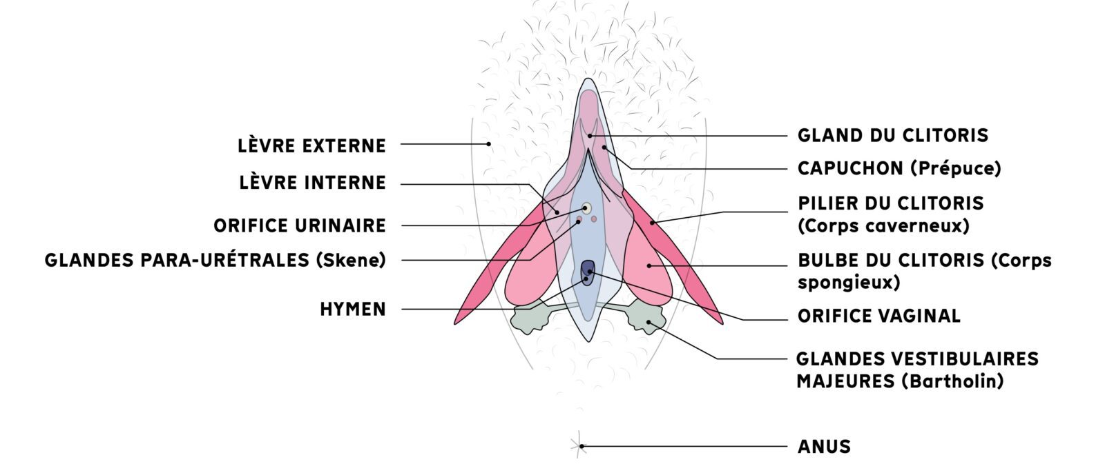Schéma anatomique du Clitoris (vue de face)